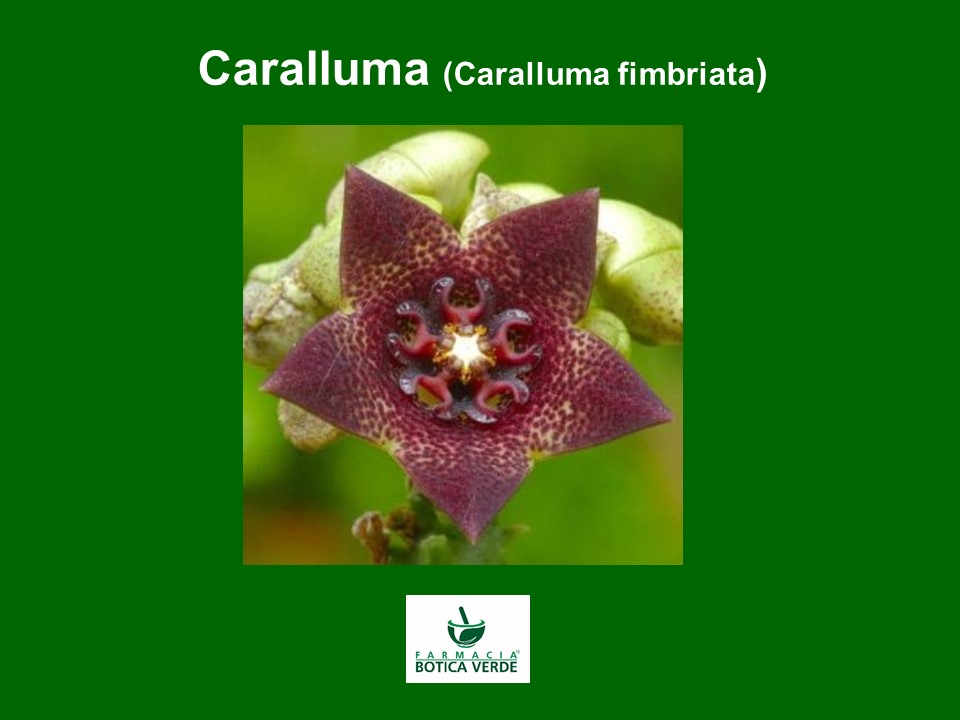 Imagen de la novedad